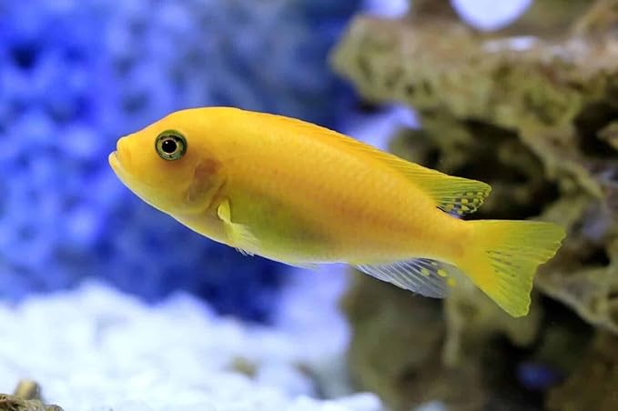 Aquatic Foods Inc. Brine Shrimp Sinking Bites for Guppies, Cichlids, Discus, Corys, Tetras, Bettas All Tropical Fish…2.1oz Squeeze Bottle