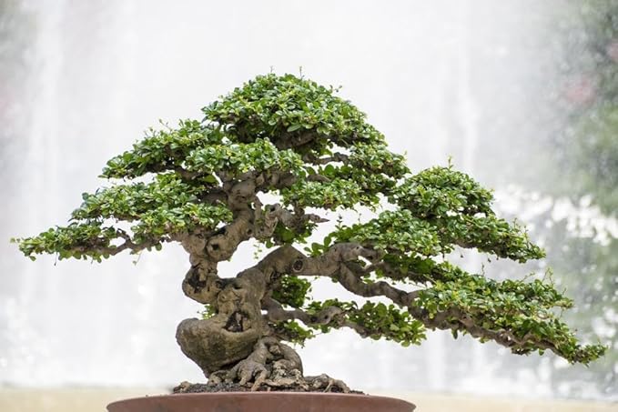Gardenera Pro Bonsai Soil Premium Potting Mix - Achieve Bonsai Perfection with Natural Ingredients for Ideal Air and Moisture Balance - 3 Quart
