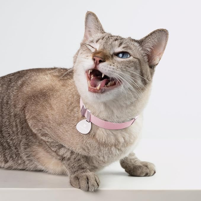 Safety Cat Collar Pro - U.S. IDA Gold Awarding Design, Elastic Quick Release Cat Collar with Buckle Non Breakaway - Lightweight for Kitten All Small Large Cats (Glacier Silver, M 7.9-15.7")
