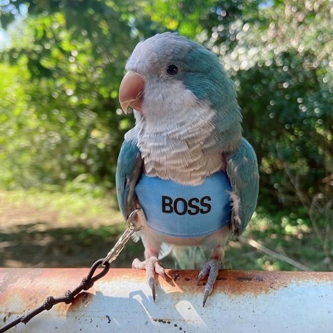 Bird Flight Harness Vest, Parrot Flight Suit with Leash, Bird Flying Clothes with Rope and Handle for Outdoor Activities (XS)