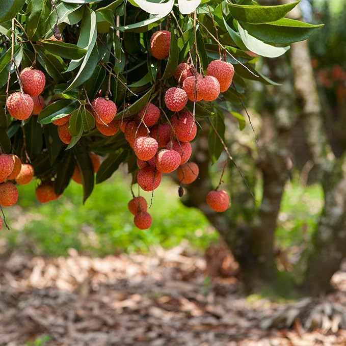 GARDENERA Premium Lychee Potting Soil Mix - Perfect Balance of Nutrients, Drainage, and Aeration for Thriving Lychee Trees - 20 Quart