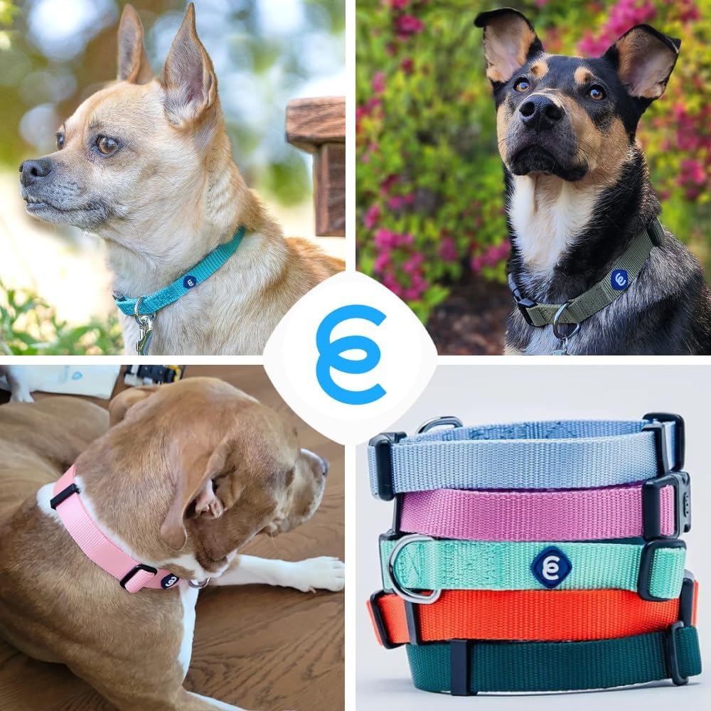 Blueberry Pet Essentials Medium Dog Collar in French Pink | Adjustable & Eco-Friendly Durable Nylon Strap | Classic Collar for Medium Dogs, Boy & Girl Pets