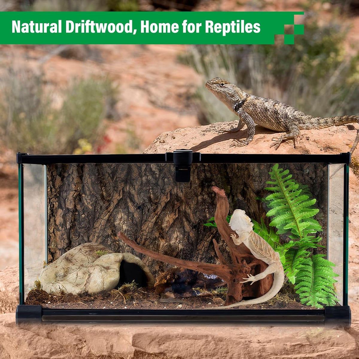 Driftwood for Aquarium Natural Aquarium Wood for Aquascaping Fish Tank Decorations Reptile Tank Decor (Natural Driftwood 12-16" 1 Pack+Protein Cotton)