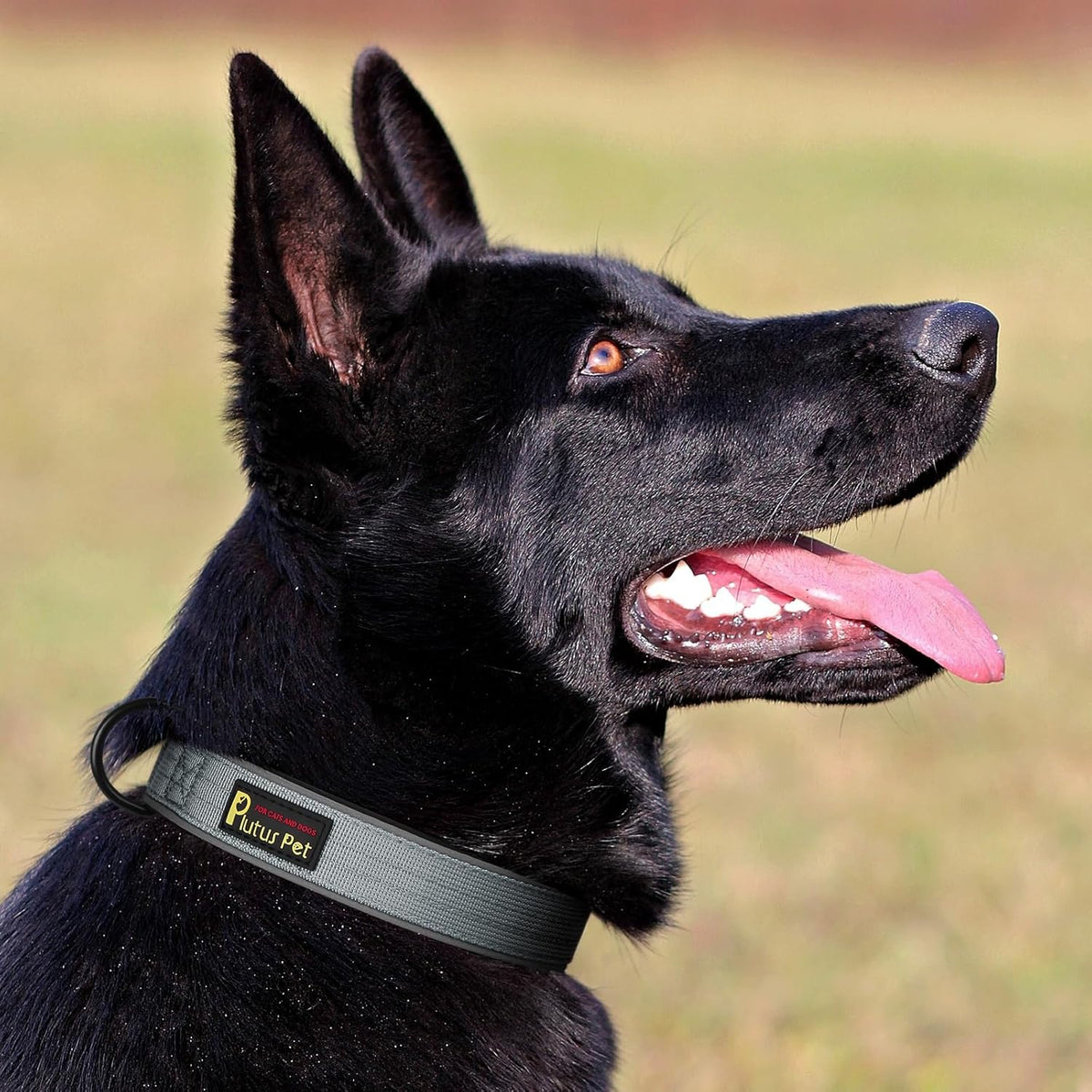 Plutus Pet Tactical Dog Collar, Reflective, Adjustable Heavy Duty Dog Collar, Soft Padded and Comfortable, for Small Medium and Large Dogs (Gray, L)