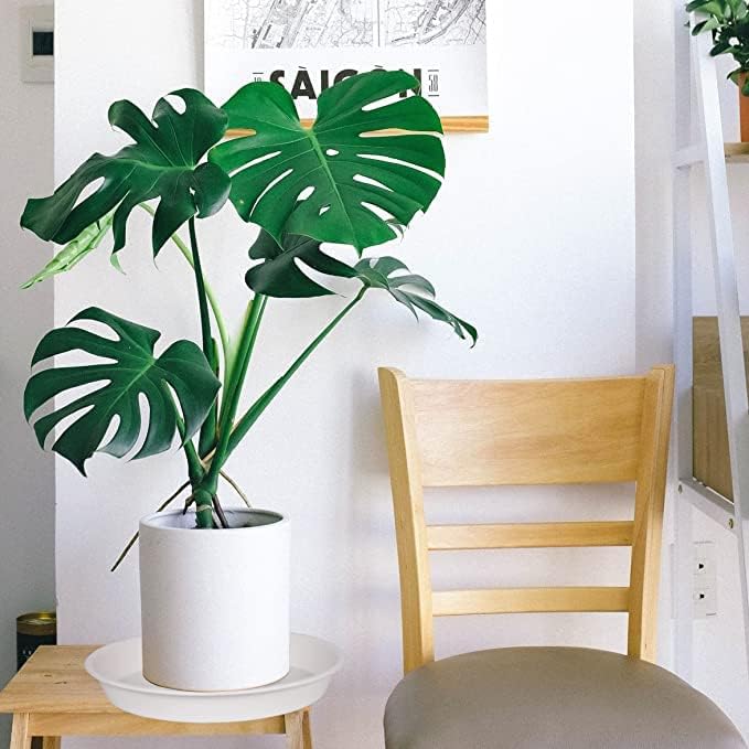 2 Pack of 14 inch Plant Saucers Bird Bath Bowl, Plant Saucer 14" Round, Plastic Plant Tray for Pots, White Planters for Indoor Plants, Plant Trays for Planter 12-15" (14", Creamy White)