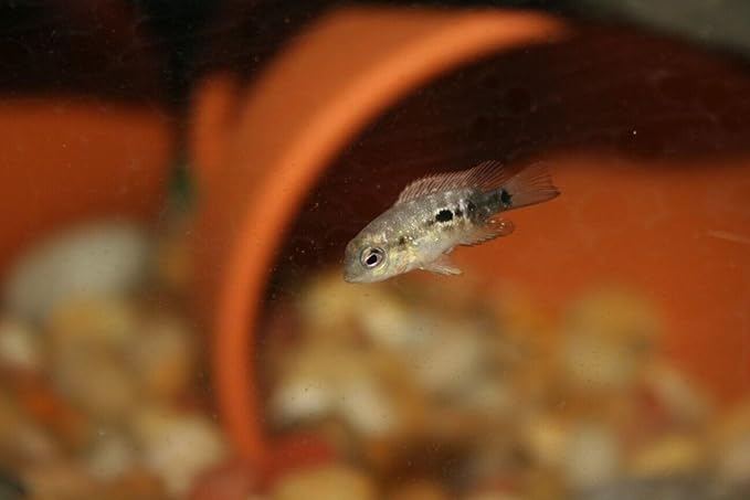 Aquatic Foods Inc. 6-Type Baby Blend- Bloodworm, Brine Shrimp, Plankton, Mysis, Tubifex, Krill, for Tropical Fish Fry, Babies, Guppies, Tetras, Bettas, Nano Fish…2oz Squeeze Bottle