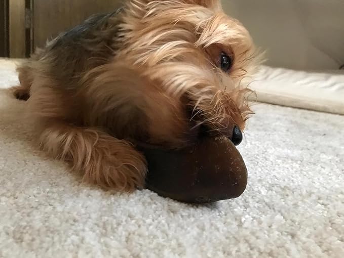 Full-Size Cow Hooves for Dogs | (5 Pack) All-Natural Long Lasting Dog Chews | Made from Grass Fed Cattle | Tasty Treat for Oral Hygiene | Fantastic Alternative for Rawhide and Bully Sticks