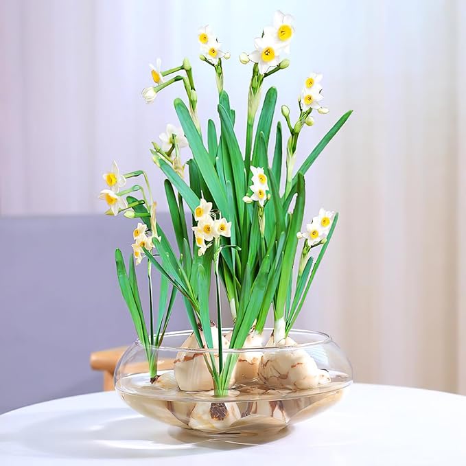 Plastic Fish Bowl Transparent Bubble Bowl Flower Vase Bowl Clear Wide Mouth Round Vase Terrarium Air Plant Hydroponic Succulent Planter Floral Container 2800ml