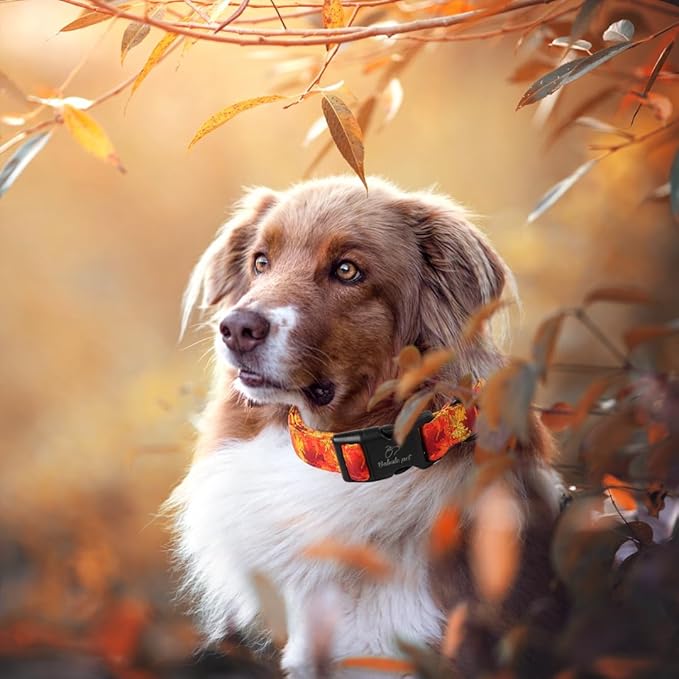 Fall Dog Collar, Gold Maple Leaves Pattern Fall Thansgiving Puppy Collar, Soft Adjustable Cotton Holiday Dog Collars for Small Medium Large Boy&Girl Dogs S