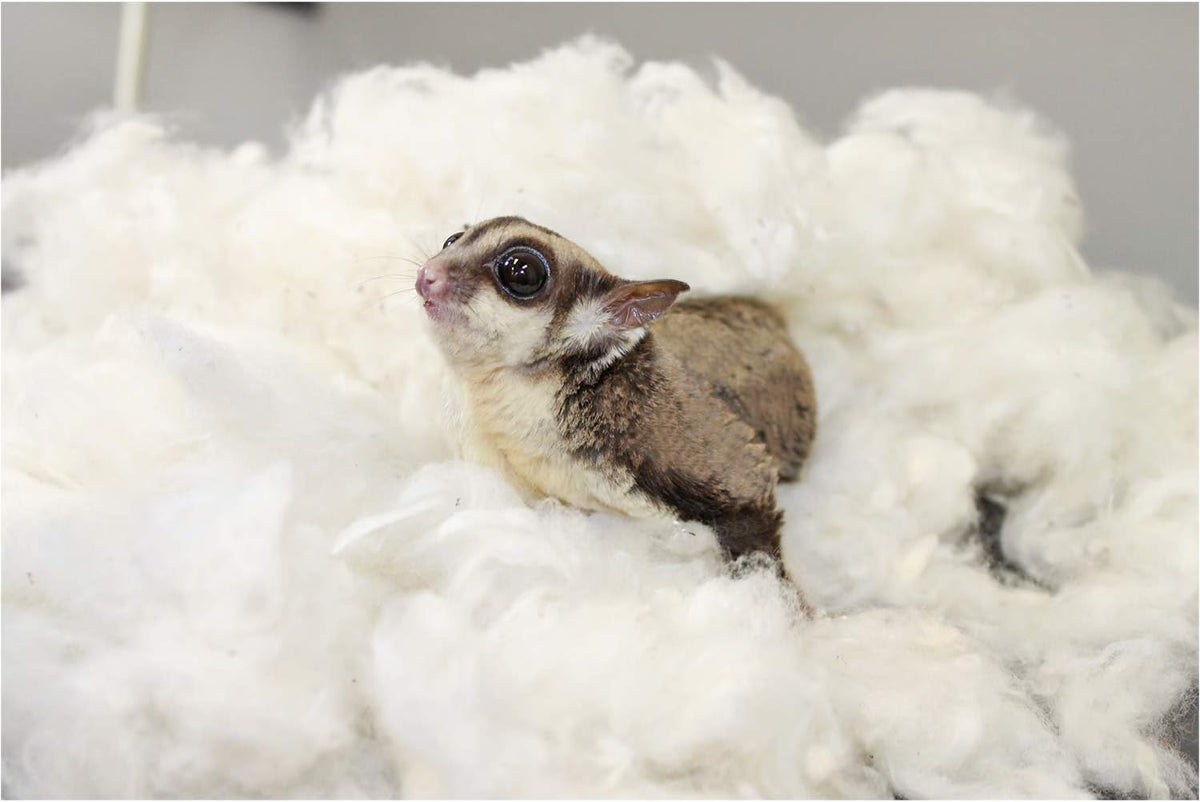 All-Natural Nesting Material (1.5 oz.) - 100% Cotton Eco-Friendly Animal Bedding - For Sugar Gliders, Squirrels, Hamsters, Rabbits, Chinchillas, Rats, Mice, Gerbils, Guinea Pigs and Other Small Pets