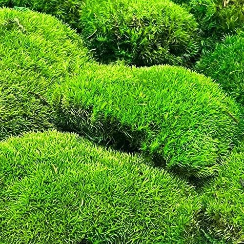 Preserved Pole Moss Pillow Bun Cushion Natural Green Decorative Real Natural Green DIY Kit Terrariu7r Table Decor Wedding (10.5 sq.ft., Green-B)