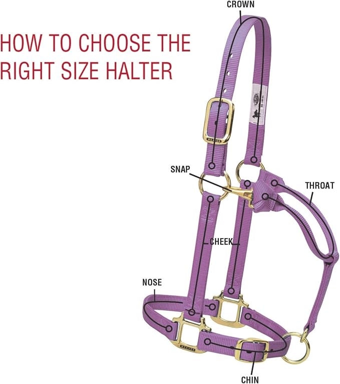 Weaver Equine Breakaway Horse Halter, Supple Leather Crown, Adjustable Chin & Throat Snap Halters for Horses, Equine Tack