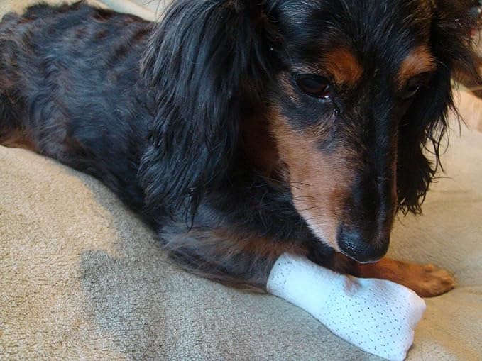 Medimitt Paw Bandages for Dogs, Cats and Pets – Stretchy Medical Booties, First Aid for Paws – Non Slip, Non Adhesive, Breathable, Disposable, Washable, Adjustable Strap, Value Pack (XS 20-Pack)