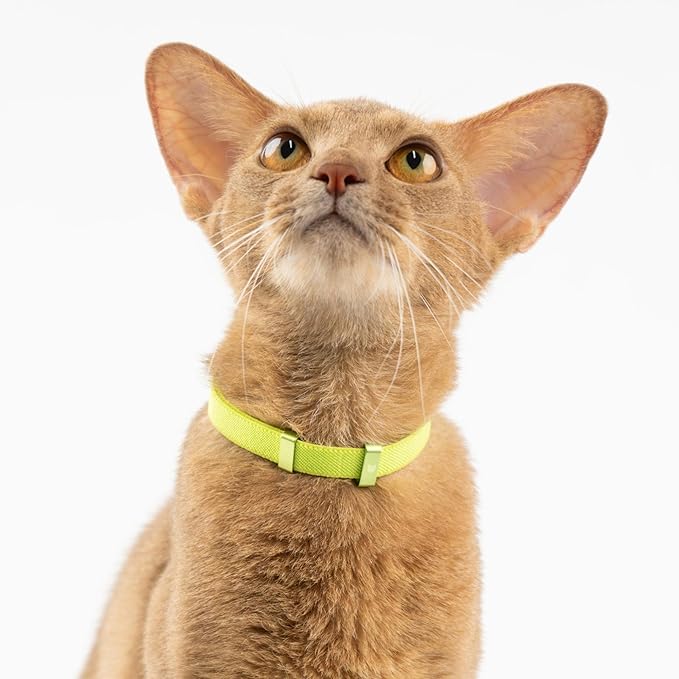 Safety Cat Collar - U.S. IDA Gold Awarding Design, Stretch Elastic Quick Release, Non Breakaway - Light Weight for Kitten, Neck Fit 5.9'-11.8' for All Small Large Cat,S(Gold Champagne)