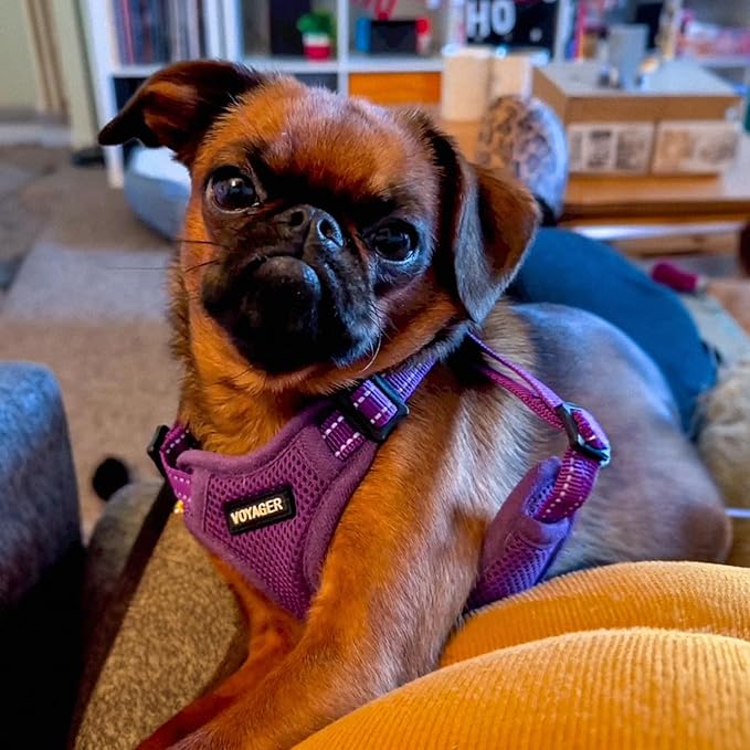 Best Pet Supplies Voyager Adjustable Step-in Flex Breathable Mesh Dog Harness for Small Medium Large Dogs Leash Set (Purple), L