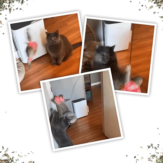 Meowijuana Jump 'n' Jamb Door Hanging Cat Toy | Sloth | Refillable Interactive Catnip Toy | Promotes Play and Cat Health | Includes Potent Catnip Grown in North America