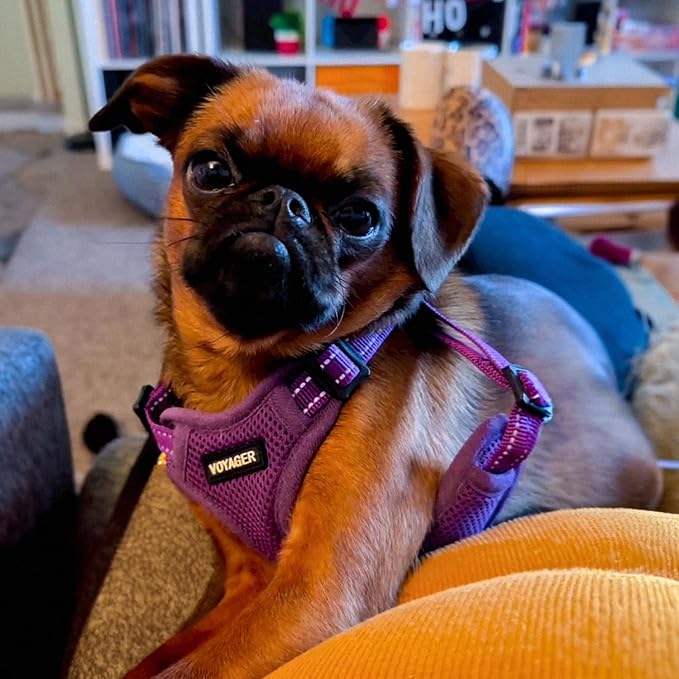 Best Pet Supplies Voyager Adjustable Step-in Flex Breathable Mesh Dog Harness for Small Medium Large Dogs (Purple), XL