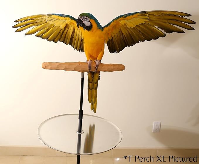 Parrot Training Perch Stand with Potty Tray (T Perch Hardwood, XL)