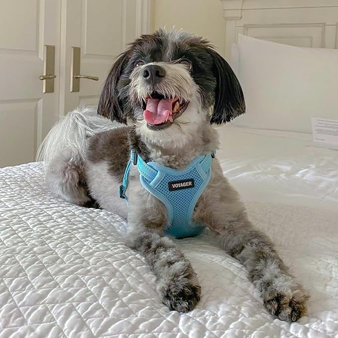 Best Pet Supplies Voyager Adjustable Step-In Flex Breathable Mesh Dog Harness for Small Medium Large Dogs (Baby Blue), XL