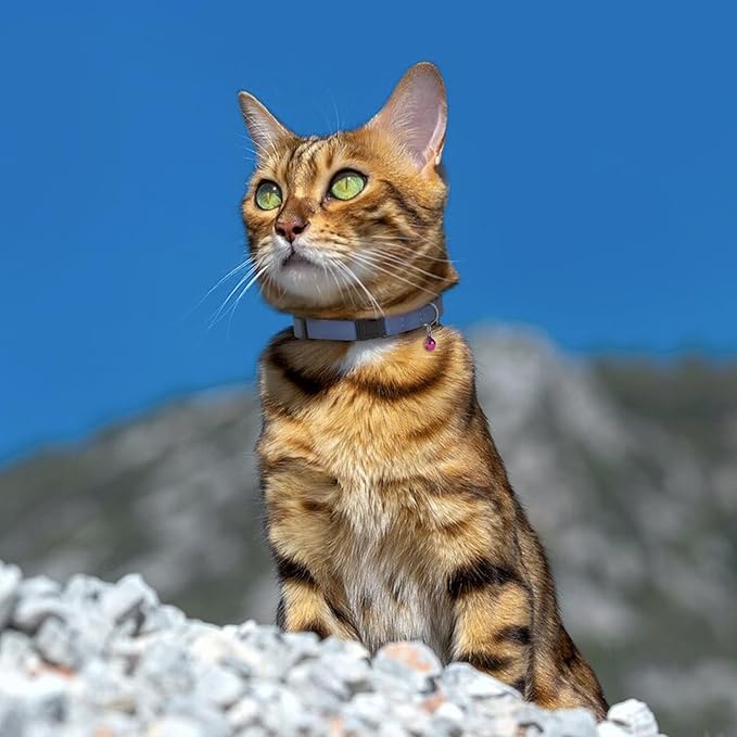 Breakaway Cat Collar Leather with Removable Bell - 13 Colors Available - Soft Adjustable Girl Boy Safety Lightweight Pet Kitten Collars Pink Brown Blue Green Red Orange Black (Brown)