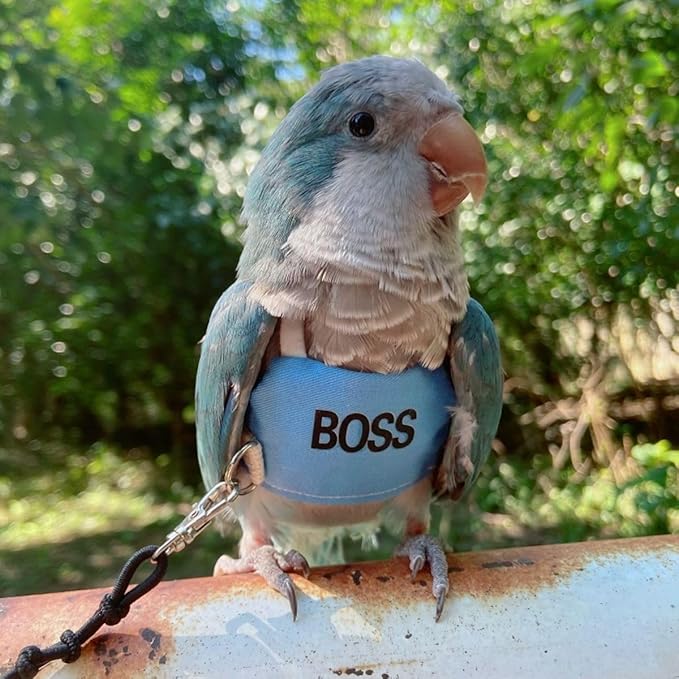 Bird Flight Harness Vest, Parrot Flight Suit with Leash, Bird Flying Clothes with Rope and Handle for Outdoor Activities (XS)