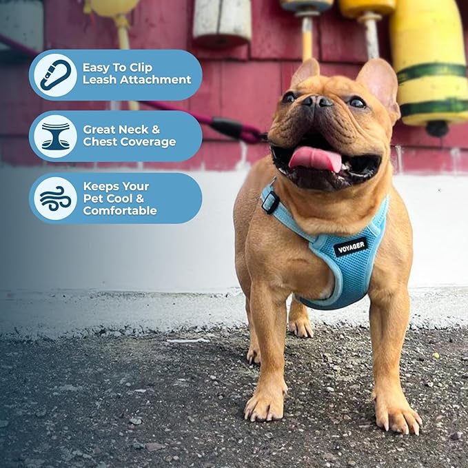 Best Pet Supplies Voyager Adjustable Step-In Flex Breathable Mesh Dog Harness for Small Medium Large Dogs (Baby Blue), S