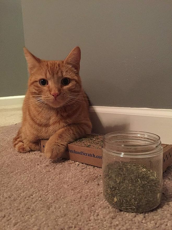 Purple Haze Catnip, Premium Blend Safe for Cats, Infused with Maximum Potency Your Kitty is Sure to Go Crazy for (1 Cup)