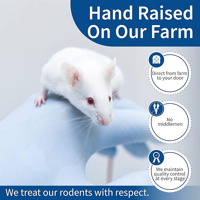 MiceDirect- 50 Rat Weanlings- Fresh Fast Frozen Food Feeders for SubAdult Ball Python Red Tail Boa Monitor Lizard Birds of Prey Pet Reptiles