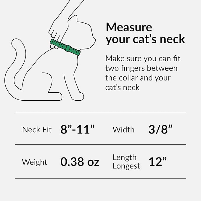 CollarDirect Leather Cat Collar with Bell - Kitten Collar, Small and Big Cat for Boy Cats, Girl Cats with Safety Elastic Strap (Neck Fit 8"-11", Purple)