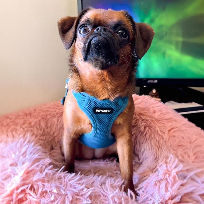 Best Pet Supplies Voyager Adjustable Step-in Flex Breathable Mesh Dog Harness for Small Medium Large Dogs (Turquoise), XL