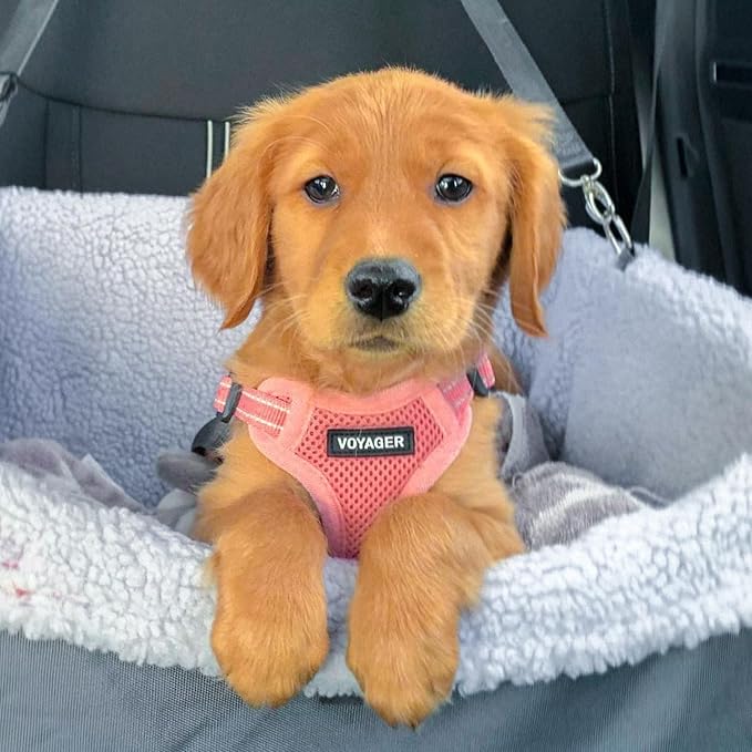 Best Pet Supplies Voyager Adjustable Step-in Flex Breathable Mesh Dog Harness for Small Medium Large Dogs Leash Set (Pink), XS