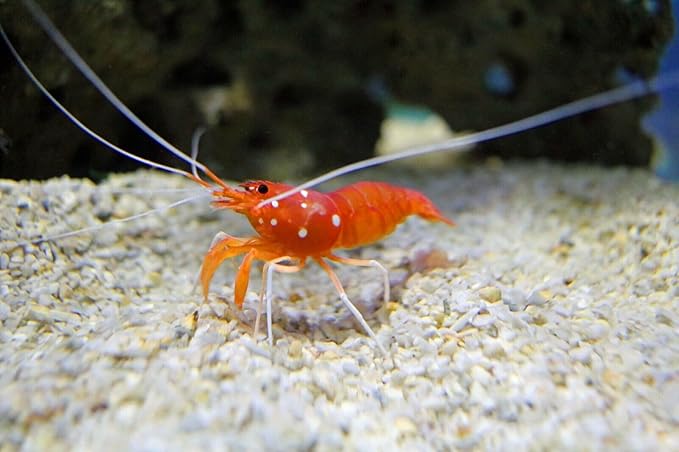 Aquatic Foods Inc. 8mm - 1/3" Brine Shrimp & Red Algae Color Enhancing Sinking Wafers for Shrimp, Snails, Crabs, Plecos, Catfish. Bottom and All Tropical Fish...WL 10oz Sm Jar