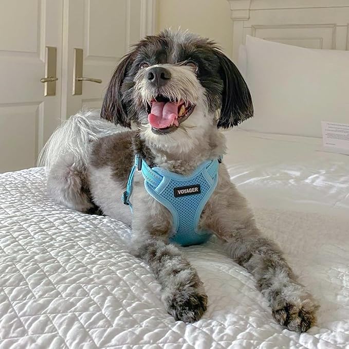 Best Pet Supplies Voyager Adjustable Step-in Flex Breathable Mesh Dog Harness for Small Medium Large Dogs Leash Set (Baby Blue), XS