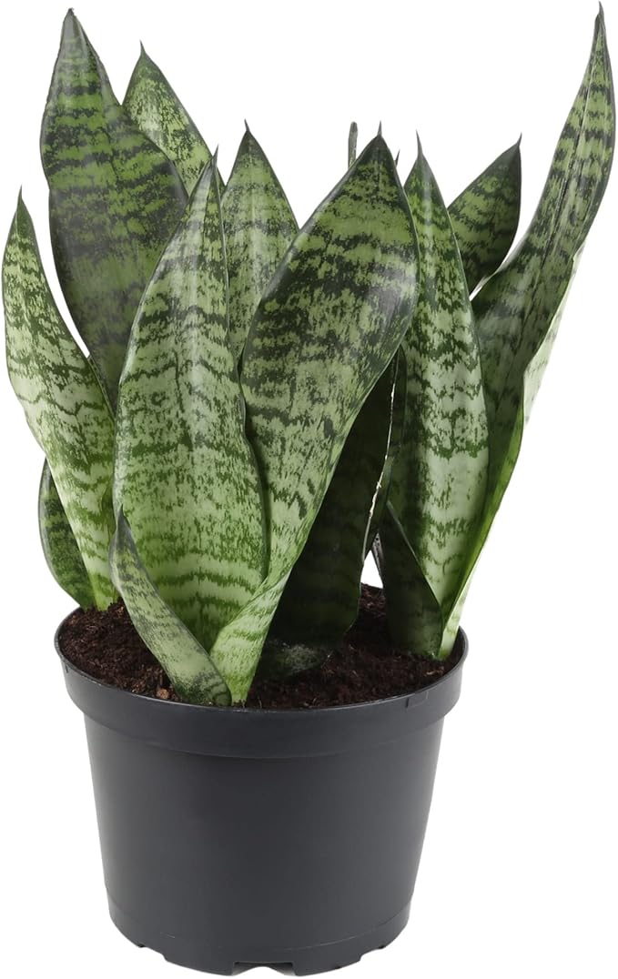 Gardenera RA Premium Snake Plant Potting Soil Mix, Green Sansevieria Trifascatia Zeylanica Plants, Plant or Re-Pot Your Snake Plant - (5 Quart Bag), (SNAKE-PLANT-5QT)