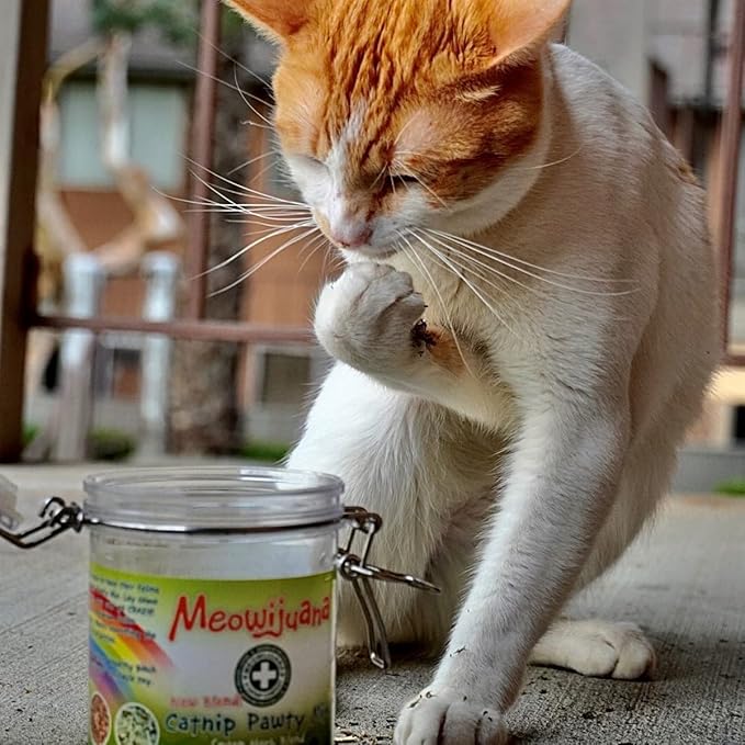 Meowijuana Catnibas Catnip Pawty Mix with Lemongrass Jar | Value Bulk Jar | Premium High Potency Catnip | Premium Hand Harvested North American Catnip | 60g
