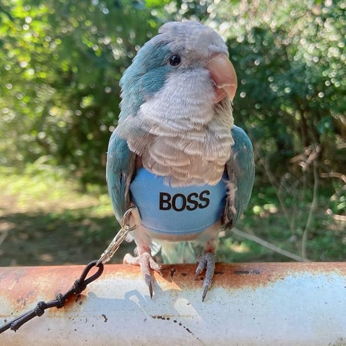 Bird Flight Harness Vest, Parrot Flight Suit with Leash, Bird Flying Clothes with Rope and Handle for Outdoor Activities (XS)