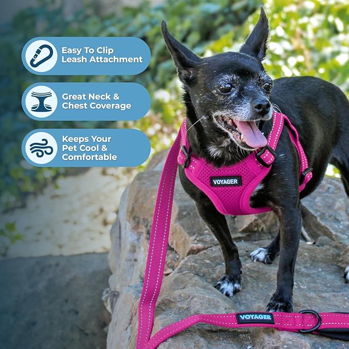 Best Pet Supplies Voyager Adjustable Step-in Flex Breathable Mesh Dog Harness for Small Medium Large Dogs Leash Set (Fuchsia), XL