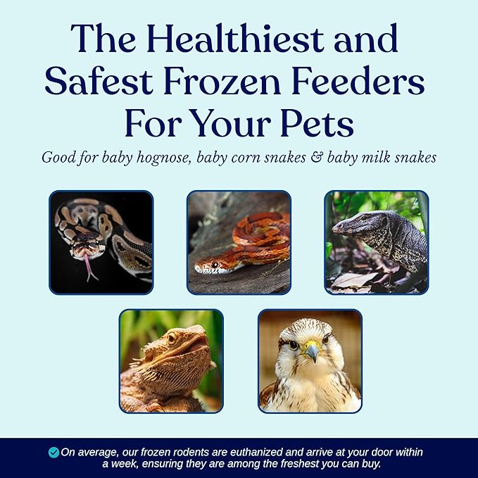 MiceDirect Frozen Mice Small Pinkie Feeders Snake Food for Corn Snakes Ball Pythons Lizards (.5-1 inch)(75 Count)