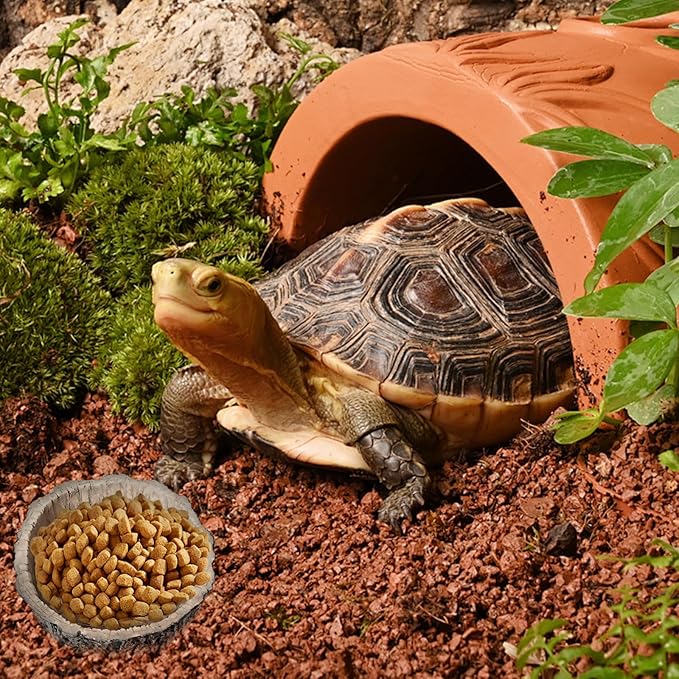 Small Reptile Food Dish 2 Pack - Novelty Feeding Bowl for Lizard, Gecko, Spider, Scorpion & Chameleon