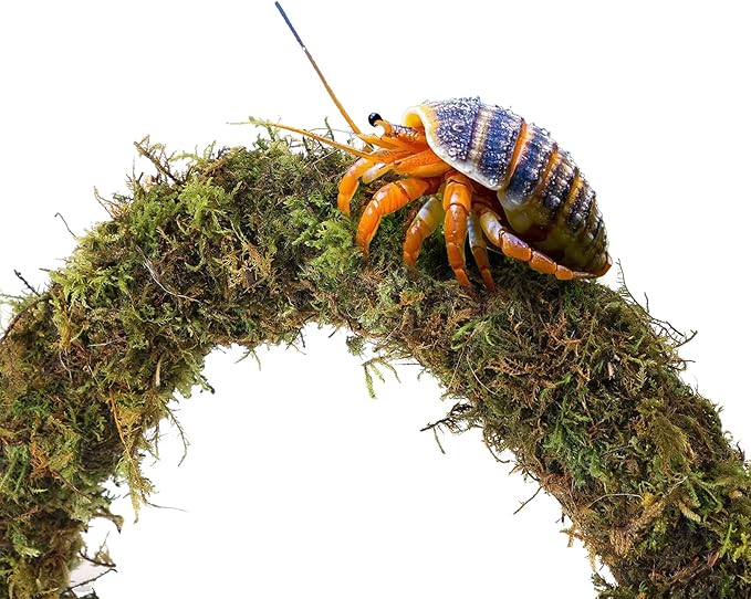 Hermit Crab Accessories, Hermit Crab Climbing Toys Bendable Bridge Coconut Shell Hideout Hut Plants for Crested Gecko Chameleon Reptile Amphibians Supplies