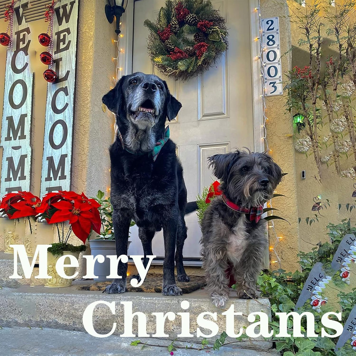 Unique style paws Dog Collar with Flower Tie Christmas Dog Collar for Small Medium Large Dogs with Adjustable Metal Buckle -S