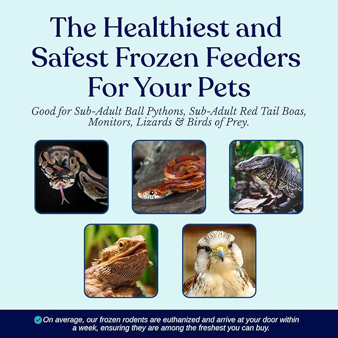 MiceDirect Frozen Rat Smalls Feeder Food Adult Ball Pythons Adult Red Tail Boas Monitors Lizards (4.5-6 in (Pack of 100))