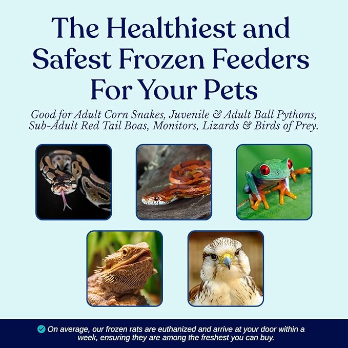 MiceDirect Frozen Rat Pups Snake Food - Frozen Rats for Snakes like Juvenile Ball Pythons, Adult Corn & Ball Pythons, Sub-Adult Red Tail Boas, Monitor Lizards, Birds of Prey - 2.5-3.5 in (125 Count)