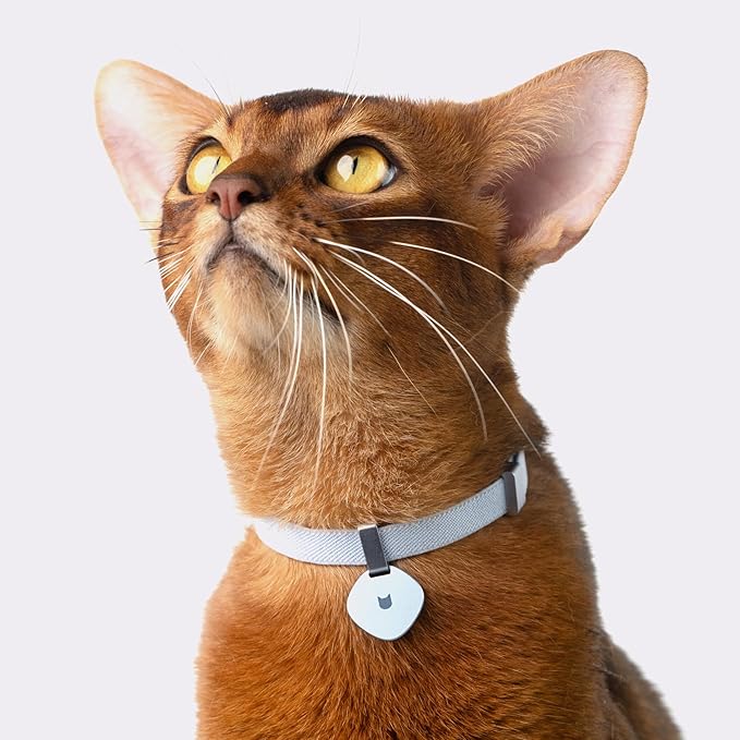 Safety Cat Collar Pro - U.S. IDA Gold Awarding Design, Elastic Quick Release Cat Collar with Buckle Non Breakaway - Lightweight for Kitten All Small Large Cats (Sierra Blue, S 5.9-11.8")