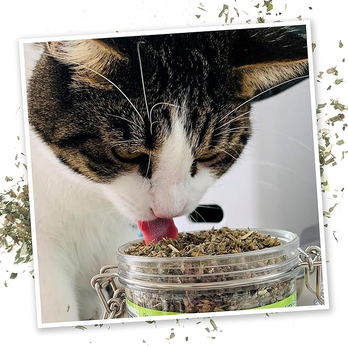 Meowijuana Catnibas Catnip Pawty Mix Jar | Premium Cat Nip for Cats with Silvervine, Passion Flower, Chamomile, Dandelion & Valerian Root | High Potency Catnip | 60g
