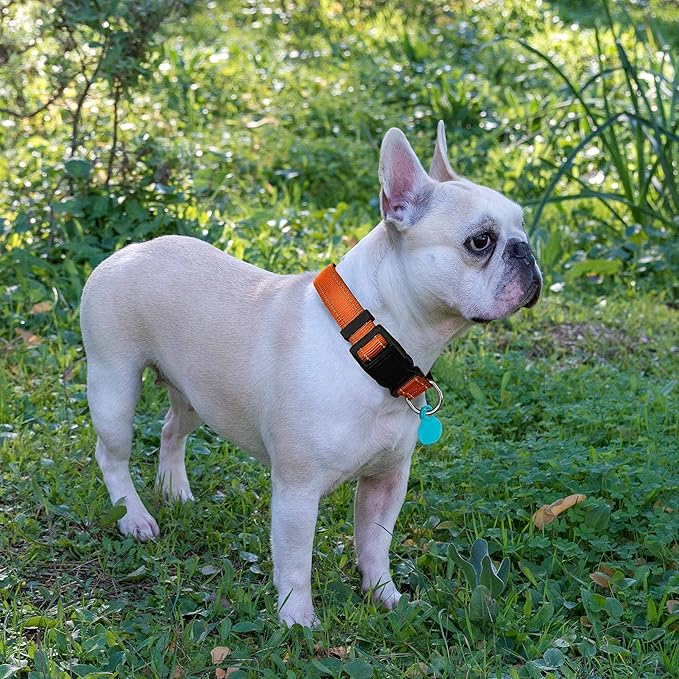 Reflective Dog Collar Padded with Soft Neoprene Breathable Adjustable Nylon Dog Collars for Small Medium Large Dogs (Medium (Pack of 1), Orange Collar+Leash)