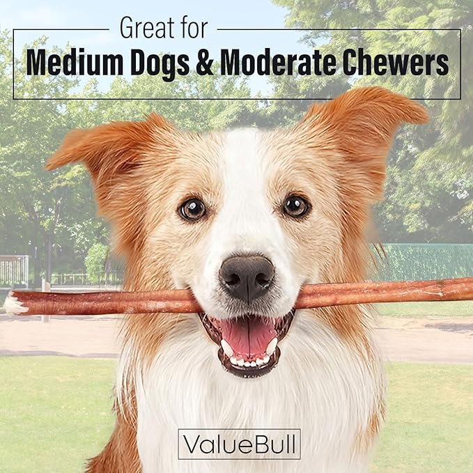 ValueBull Bully Sticks for Dogs, Medium 12 Inch, 50 Count - All Natural, Grass Fed, Single Ingredient, Long Lasting Dog Treats