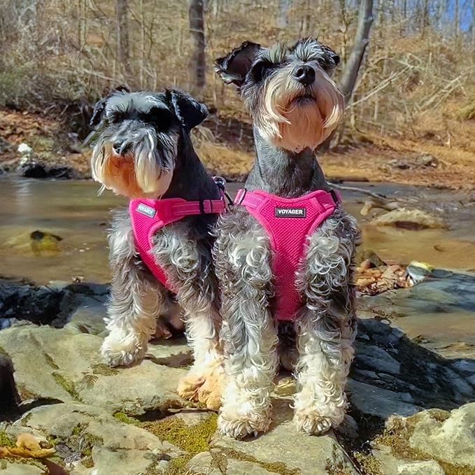 Best Pet Supplies Voyager Adjustable Step-in Flex Breathable Mesh Dog Harness for Small Medium Large Dogs Leash Set (Fuchsia), XL