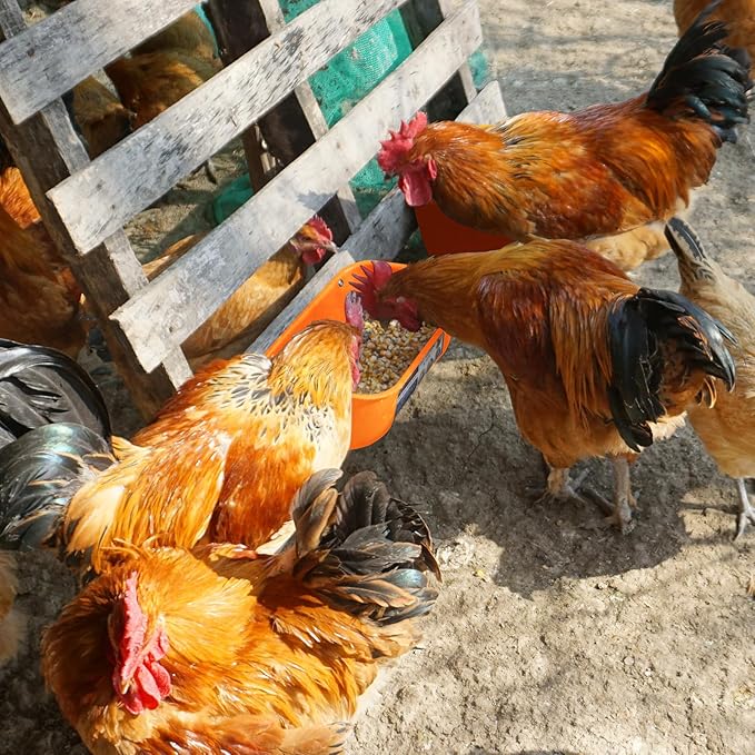 Goovilla Chicken Feeder Waterer, Hanging or Screw-in Fence Feeder with Clips, 2 Pack 5 Quart Goat Feeder Supplies, Duck Piglet Sheeple Coop Dog Livestock Poultry Plastic Feeder Trough Bucket, Orange