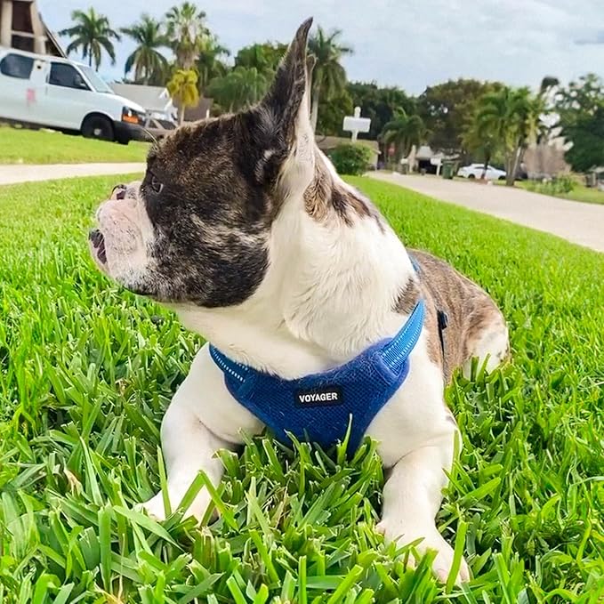Best Pet Supplies Voyager Adjustable Step-in Flex Breathable Mesh Dog Harness for Small Medium Large Dogs (Royal Blue), M